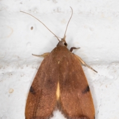 Tortricopsis uncinella at Melba, ACT - 7 Nov 2021 09:29 PM