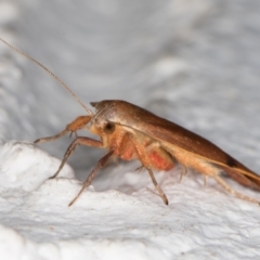 Tortricopsis uncinella at Melba, ACT - 7 Nov 2021