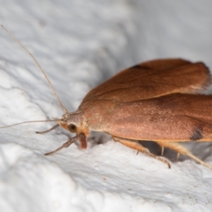 Tortricopsis uncinella at Melba, ACT - 7 Nov 2021 09:29 PM