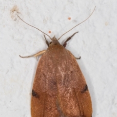 Tortricopsis uncinella at Melba, ACT - 7 Nov 2021