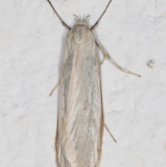Philobota productella (Pasture Tunnel Moth) at Melba, ACT - 7 Nov 2021 by kasiaaus