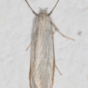 Philobota productella (Pasture Tunnel Moth) at Melba, ACT by kasiaaus