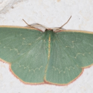 Chlorocoma dichloraria (Guenee's or Double-fringed Emerald) at Melba, ACT by kasiaaus