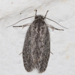 Agriophara (genus) (A concealer moth) at Melba, ACT - 7 Nov 2021 by kasiaaus