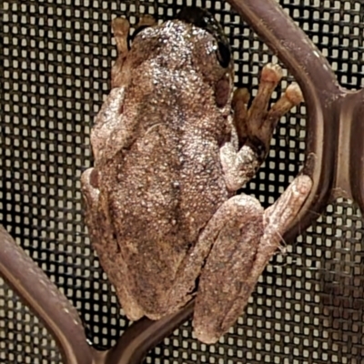 Litoria peronii (Peron's Tree Frog, Emerald Spotted Tree Frog) at QPRC LGA - 25 Jan 2022 by M