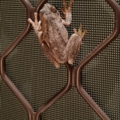 Litoria peronii at Crestwood, NSW - 26 Jan 2022 01:25 AM