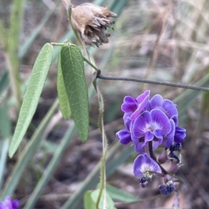 Glycine tabacina at Yarralumla, ACT - 25 Jan 2022