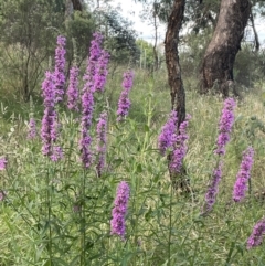 Lythrum salicaria (Purple Loosestrife) at Yarralumla, ACT - 25 Jan 2022 by JaneR