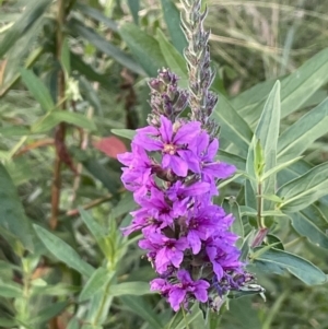 Lythrum salicaria at Yarralumla, ACT - 25 Jan 2022