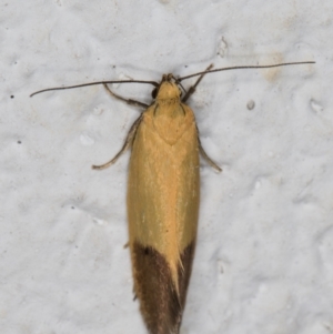 Merocroca automima at Melba, ACT - 8 Nov 2021 12:03 AM