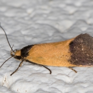 Merocroca automima (TBC) at suppressed by kasiaaus