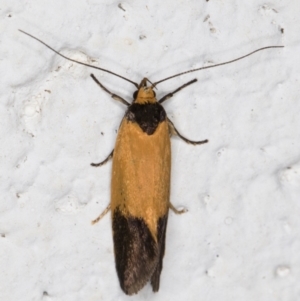 Merocroca automima at Melba, ACT - 8 Nov 2021 12:03 AM