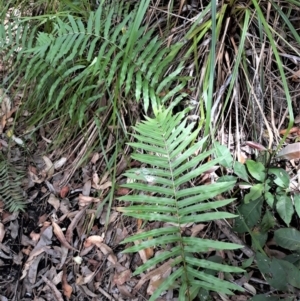 Telmatoblechnum indicum at Beecroft Peninsula, NSW - 24 Jan 2022 03:08 PM