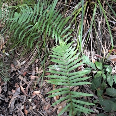 Telmatoblechnum indicum (Bungwall, Swampwater Fern) at Beecroft Peninsula, NSW - 24 Jan 2022 by plants