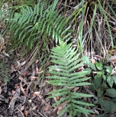 Telmatoblechnum indicum (Bungwall, Swampwater Fern) at Beecroft Peninsula, NSW - 24 Jan 2022 by plants