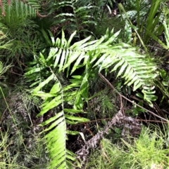 Telmatoblechnum indicum at Beecroft Peninsula, NSW - 24 Jan 2022 03:08 PM