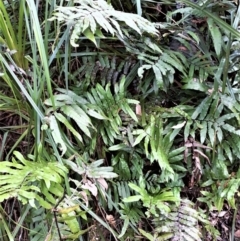 Blechnum camfieldii at Culburra Beach, NSW - 24 Jan 2022 by plants