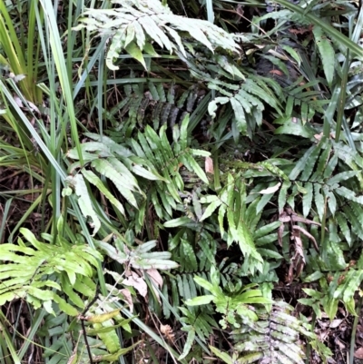 Blechnum camfieldii at Culburra Beach, NSW - 24 Jan 2022 by plants