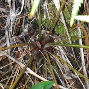 Dicksonia antarctica at Beecroft Peninsula, NSW - suppressed