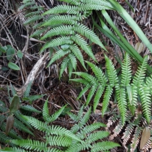 Dicksonia antarctica at Beecroft Peninsula, NSW - suppressed