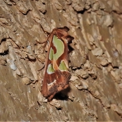 Cosmodes elegans (Green Blotched Moth) at Wanniassa, ACT - 24 Jan 2022 by JohnBundock