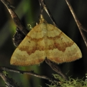 Chrysolarentia correlata at Namadgi National Park - 25 Jan 2022