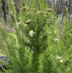 Cassinia aculeata subsp. aculeata at Booth, ACT - 25 Jan 2022 12:25 PM