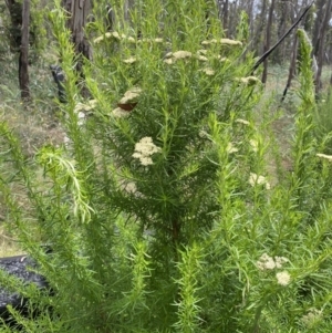 Cassinia aculeata subsp. aculeata at Booth, ACT - 25 Jan 2022 12:25 PM