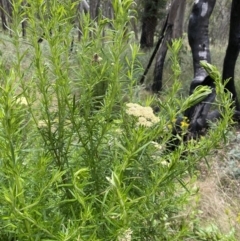 Cassinia aculeata subsp. aculeata at Booth, ACT - 25 Jan 2022