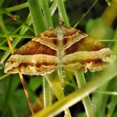 Chrysolarentia conifasciata (Broad-banded Carpet) at Paddys River, ACT - 24 Jan 2022 by JohnBundock