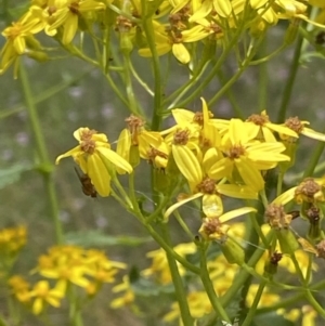 Senecio linearifolius var. latifolius at Booth, ACT - 25 Jan 2022