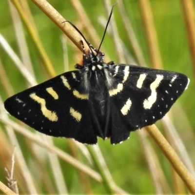 Phalaenoides tristifica (Willow-herb Day-moth) at Paddys River, ACT - 25 Jan 2022 by JohnBundock