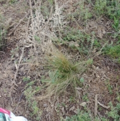 Nassella trichotoma (Serrated Tussock) at Hackett, ACT - 26 Jan 2022 by Avery