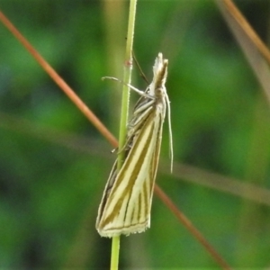 Hednota species near grammellus at Paddys River, ACT - 25 Jan 2022 09:33 AM