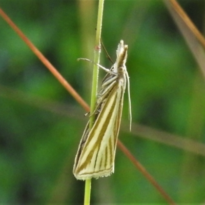 Hednota species near grammellus (Pyralid or snout moth) at Namadgi National Park - 24 Jan 2022 by JohnBundock