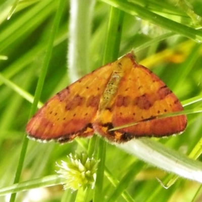 Chrysolarentia perornata (Ornate Carpet) at Paddys River, ACT - 25 Jan 2022 by JohnBundock