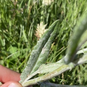 Senecio gunnii at Kosciuszko National Park, NSW - 21 Jan 2022