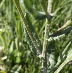 Senecio gunnii at Kosciuszko National Park, NSW - 21 Jan 2022