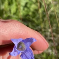 Wahlenbergia ceracea (Waxy Bluebell) at Kosciuszko National Park, NSW - 21 Jan 2022 by NedJohnston