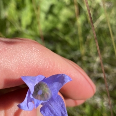 Wahlenbergia ceracea (Waxy Bluebell) at Kosciuszko National Park, NSW - 21 Jan 2022 by NedJohnston
