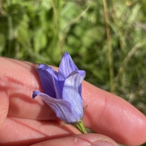 Wahlenbergia ceracea at Kosciuszko National Park, NSW - 21 Jan 2022 09:25 AM