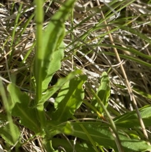 Wahlenbergia ceracea at Kosciuszko National Park, NSW - 21 Jan 2022 09:25 AM