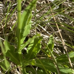 Wahlenbergia ceracea at Kosciuszko National Park, NSW - 21 Jan 2022