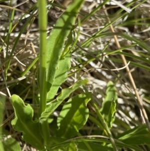 Wahlenbergia ceracea at Kosciuszko National Park, NSW - 21 Jan 2022