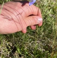 Wahlenbergia ceracea at Kosciuszko National Park, NSW - 21 Jan 2022 09:25 AM