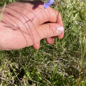 Wahlenbergia ceracea at Kosciuszko National Park, NSW - 21 Jan 2022 09:25 AM