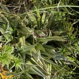 Astelia psychrocharis at Kosciuszko National Park, NSW - 21 Jan 2022