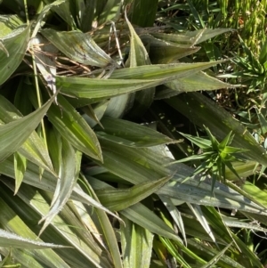 Astelia psychrocharis at Kosciuszko National Park, NSW - 21 Jan 2022