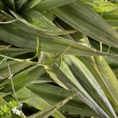 Astelia psychrocharis at Kosciuszko National Park, NSW - 21 Jan 2022 09:20 AM