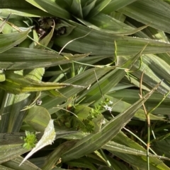 Astelia psychrocharis at Kosciuszko National Park, NSW - 21 Jan 2022